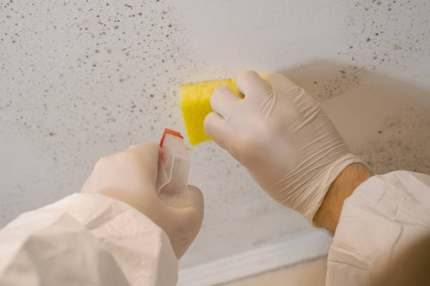 Best Basement Mold Removal  in Bluffdale, UT