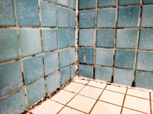 Best Attic Mold Removal  in Bluffdale, UT